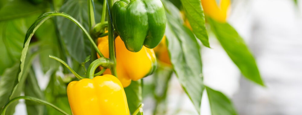 Raw and ripe yellow bell pepper growing in organic vegetable garden