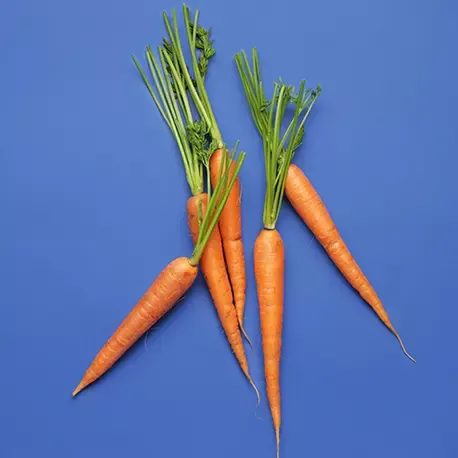 Orange carrots