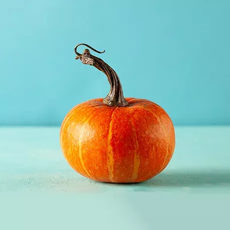 Calabaza violín (Cucurbita moschata)