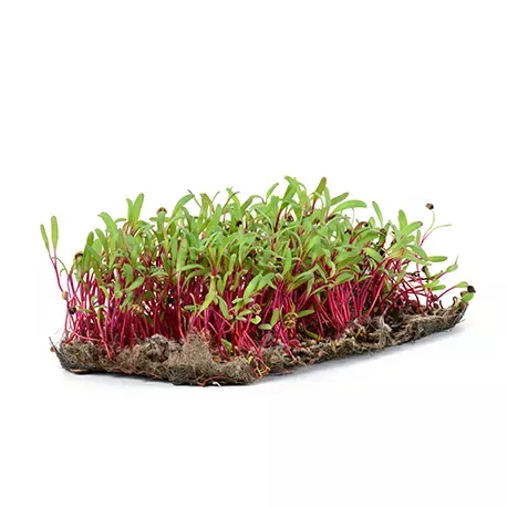 Beetroot sprouts