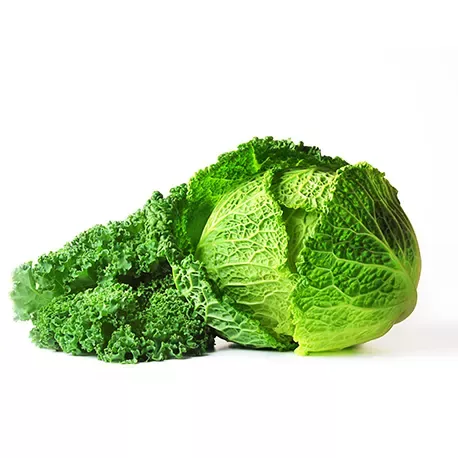 Savoy cabbage