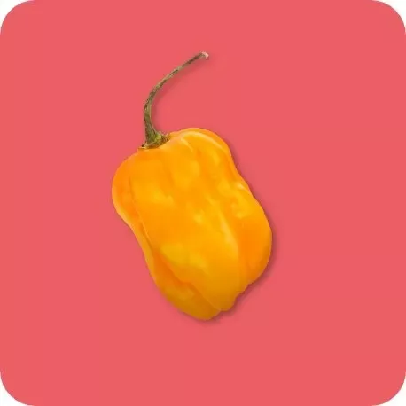 HABANERO