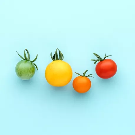 Tomates à petits fruits