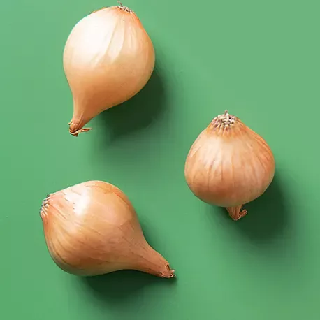 Knoblauch-Zwiebel