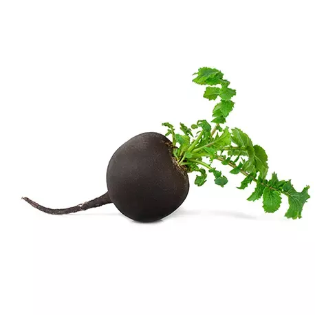 Black radish