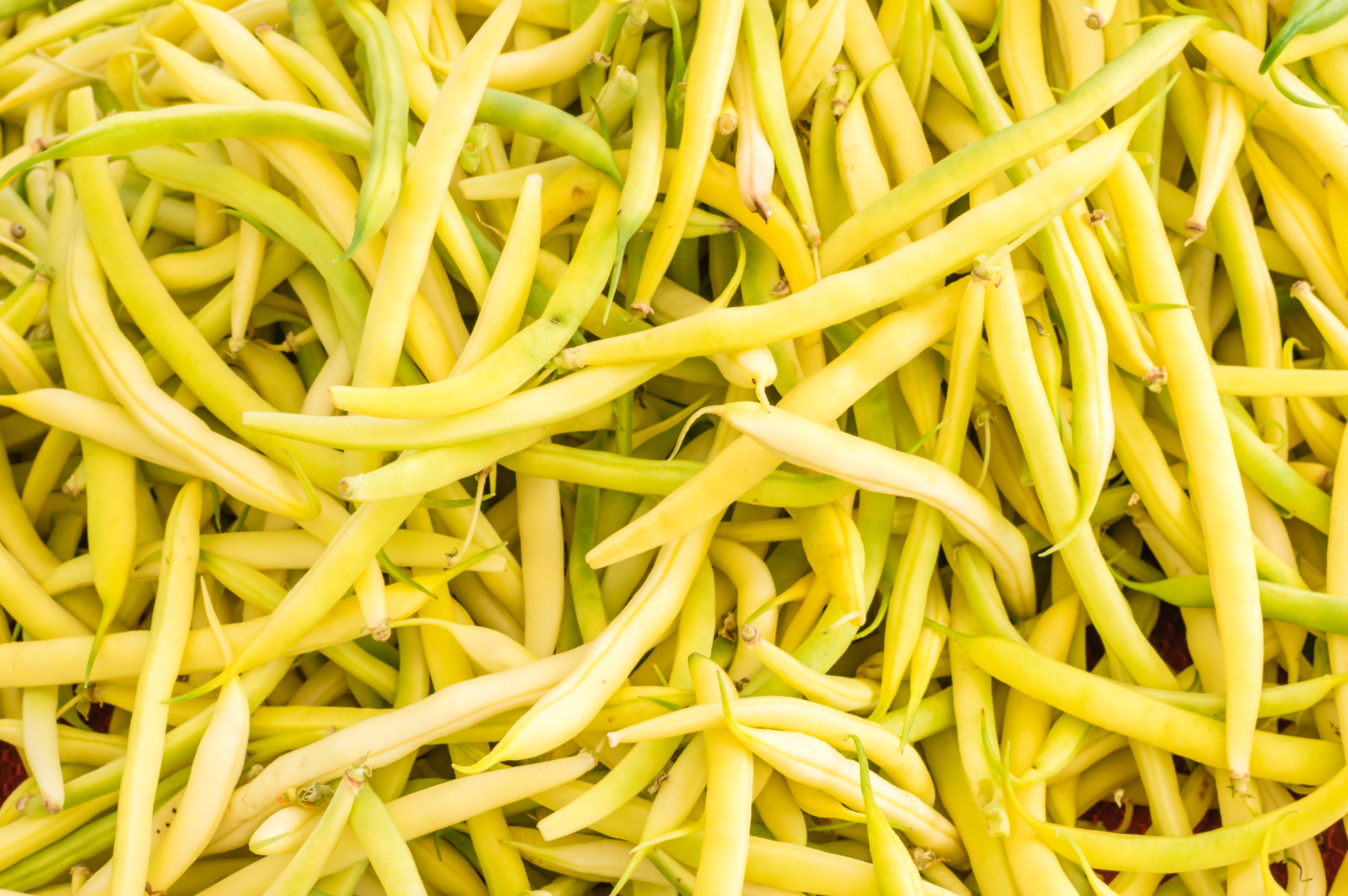 fasolka