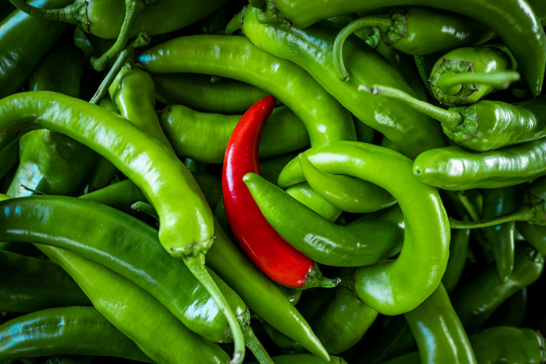 papryka jalapeno